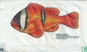 Tweeband Anemoonvis - Image 1