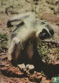 The quaint little Vervet monkey (Chlorocebus pygerythrus) - Image 1