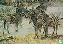 Zebra gathering - Afbeelding 1