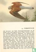Torenvalk - Image 1