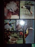 Das Große Bilderlexikon der Vögel - Afbeelding 2