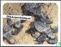 Dikkopschildpad - Afbeelding 1
