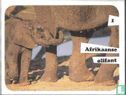 Afrikaanse olifant 1 - Bild 1