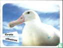 Grote albatros - Afbeelding 1
