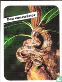 Boa constrictor - Afbeelding 1
