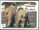 Afrikaanse olifant 6 - Bild 1