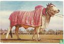 An Exhibit, National Horse & Catle Show - Afbeelding 1