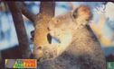 Koala - Afbeelding 1