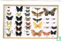 Collecties van het KMMA: Vlinders - Afbeelding 1