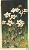 Parnassia
