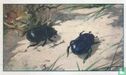 Mestkevers - Afbeelding 1