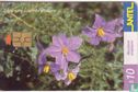 Solanum Sisymbryfolium - Image 1