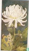 Chrysanthemum - Image 1