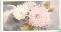 Chrysanthemum - Bild 1