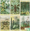 083 - Planten uit voorhistorische tijden - Image 1