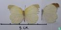 Eurema albula albula - Bild 2