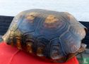 Schildpad schild - Afbeelding 2