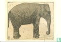 A 8491 Olifant (ets) - Afbeelding 1