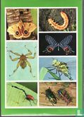 Encyclopédie Illustré des Insectes - Image 2