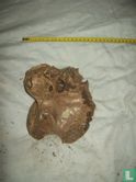 Mammoet deel van een schedel, achterhoofdsknobbel - Afbeelding 2