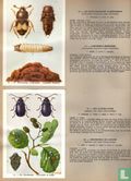 Insekten van België - Les Insectes de Belgique - Bild 3