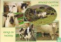 Sheep Centre Kells - Image 1
