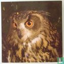 Troetles (owl) - Image 2