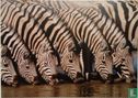 Zebra's WNF - Afbeelding 1