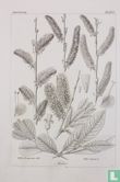 Icones Florae Germanicae - Afbeelding 3