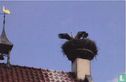 Ooiervaars op nest - Afbeelding 1