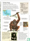 Orang-oetang - Afbeelding 2