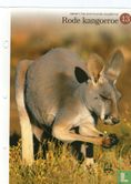 Rode kangoeroe - Image 1