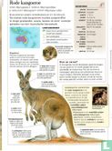 Rode kangoeroe - Afbeelding 2