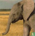 Olifant