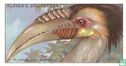 The Plait-Billed Hornbill. - Image 1