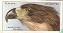The White-tailed Sea Eagle. - Image 1