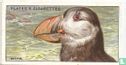 The Puffin. - Image 1