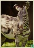 Grevy's Zebra - Afbeelding 1