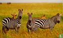 Zebra's - Afbeelding 1