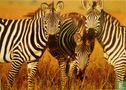 Three Zebras Grazing - Afbeelding 1