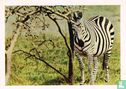 Burchell's zebra - Afbeelding 1