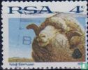 Merino sheep - Image 1
