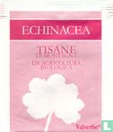 Echinacea - Afbeelding 1