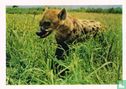 Gevlekte hyena - Image 1