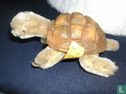 Slo het Schildpad - Afbeelding 1