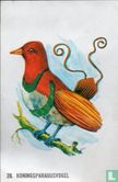 Koningsparadijsvogel - Image 1