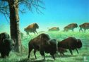 Where Buffalo Roam - Afbeelding 1