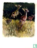 Chasse à l'antilope - Afbeelding 1