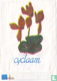 Cyclaam - Afbeelding 1