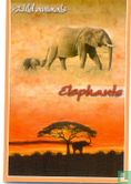 Wild animals - Elephants - Image 1